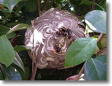 数匹のスズメバチがボール状の大きな巣に止まっている写真