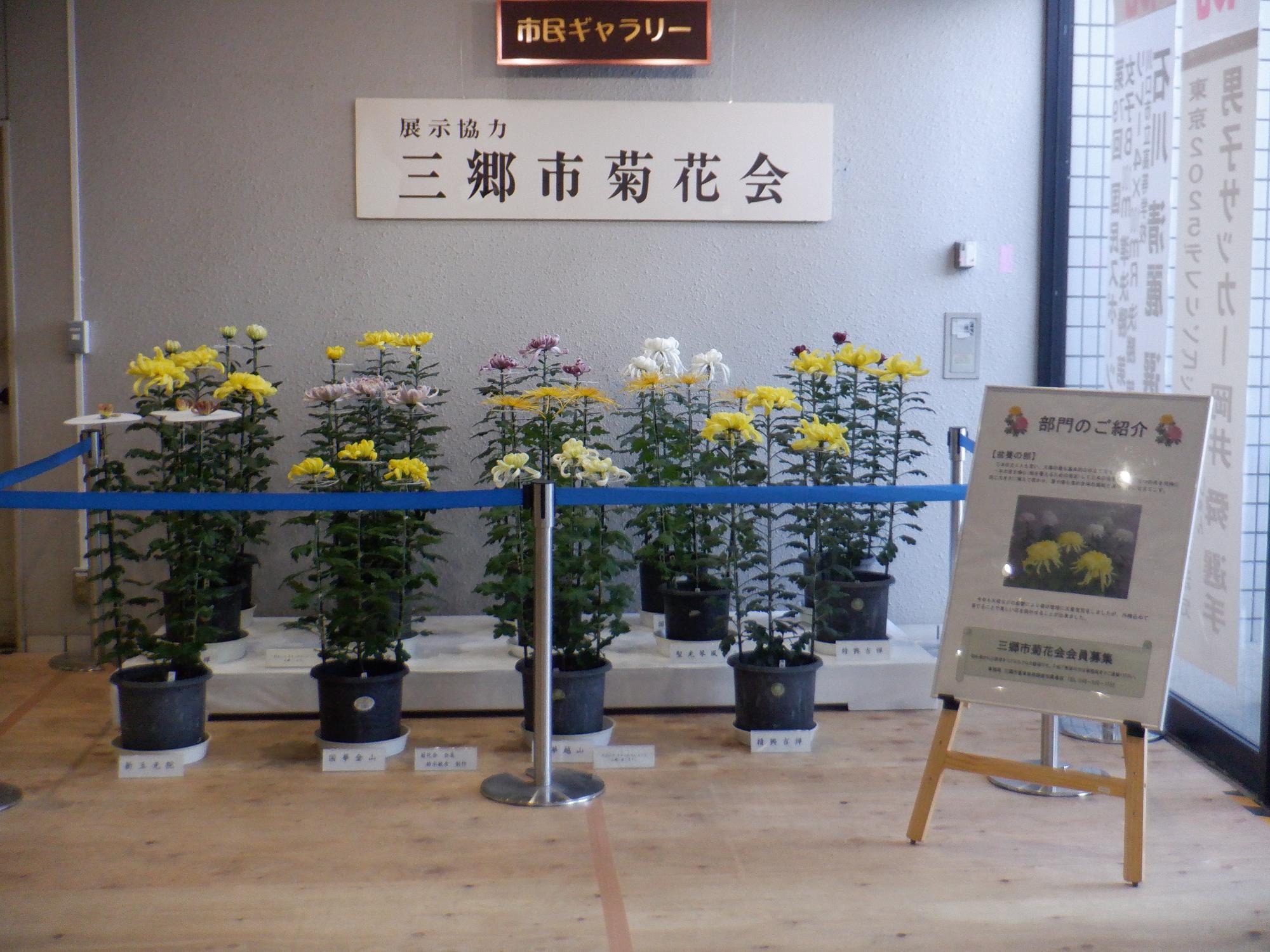 菊花展