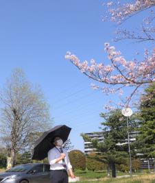 晴天の下、男性が黒い日傘をさして桜を眺めている写真