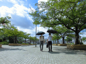 2人の男性が黒い日傘をさして樹木が植えられている遊歩道を歩いている写真