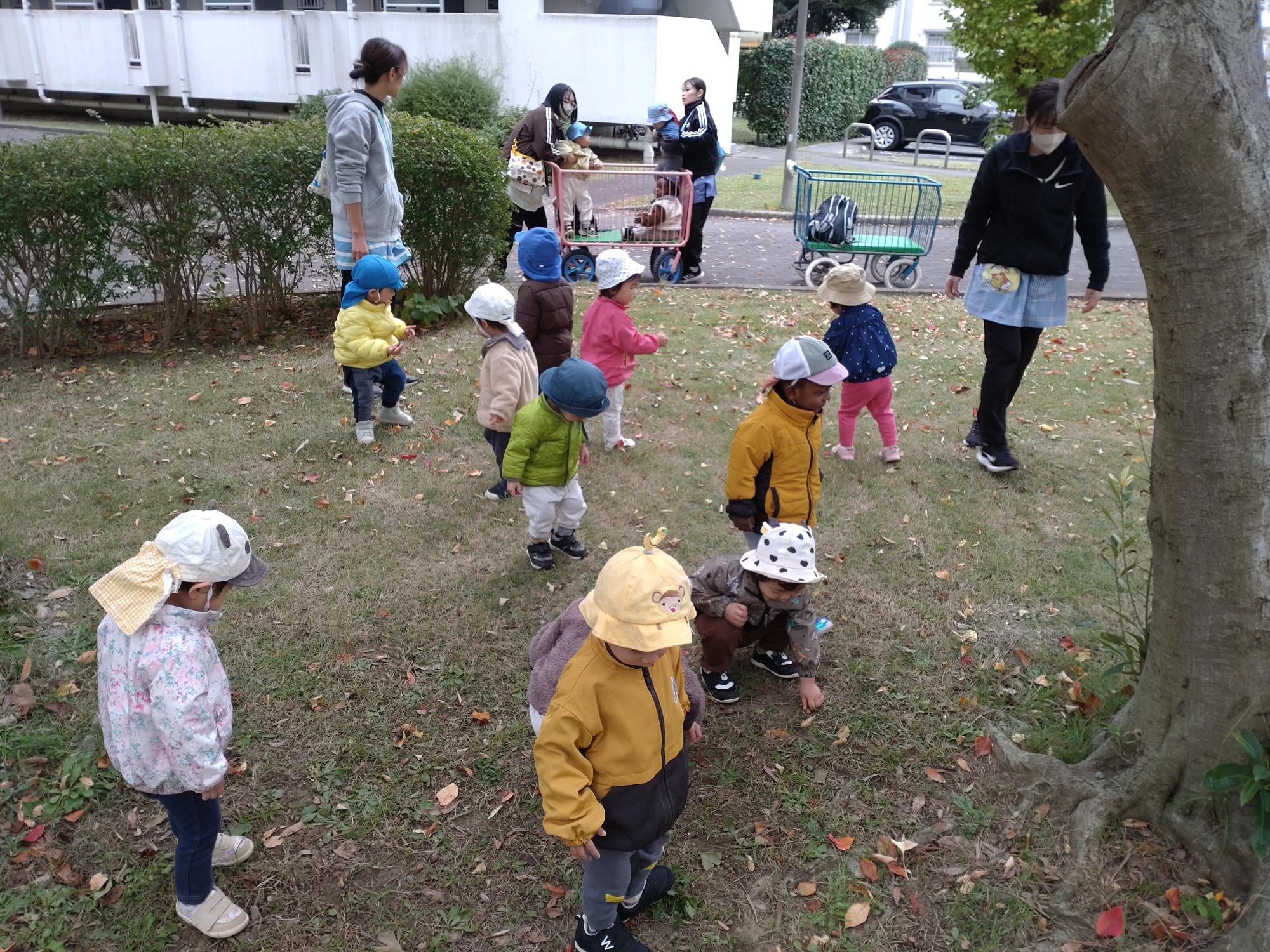ほしぐみの子がどんぐり拾いをしているところ