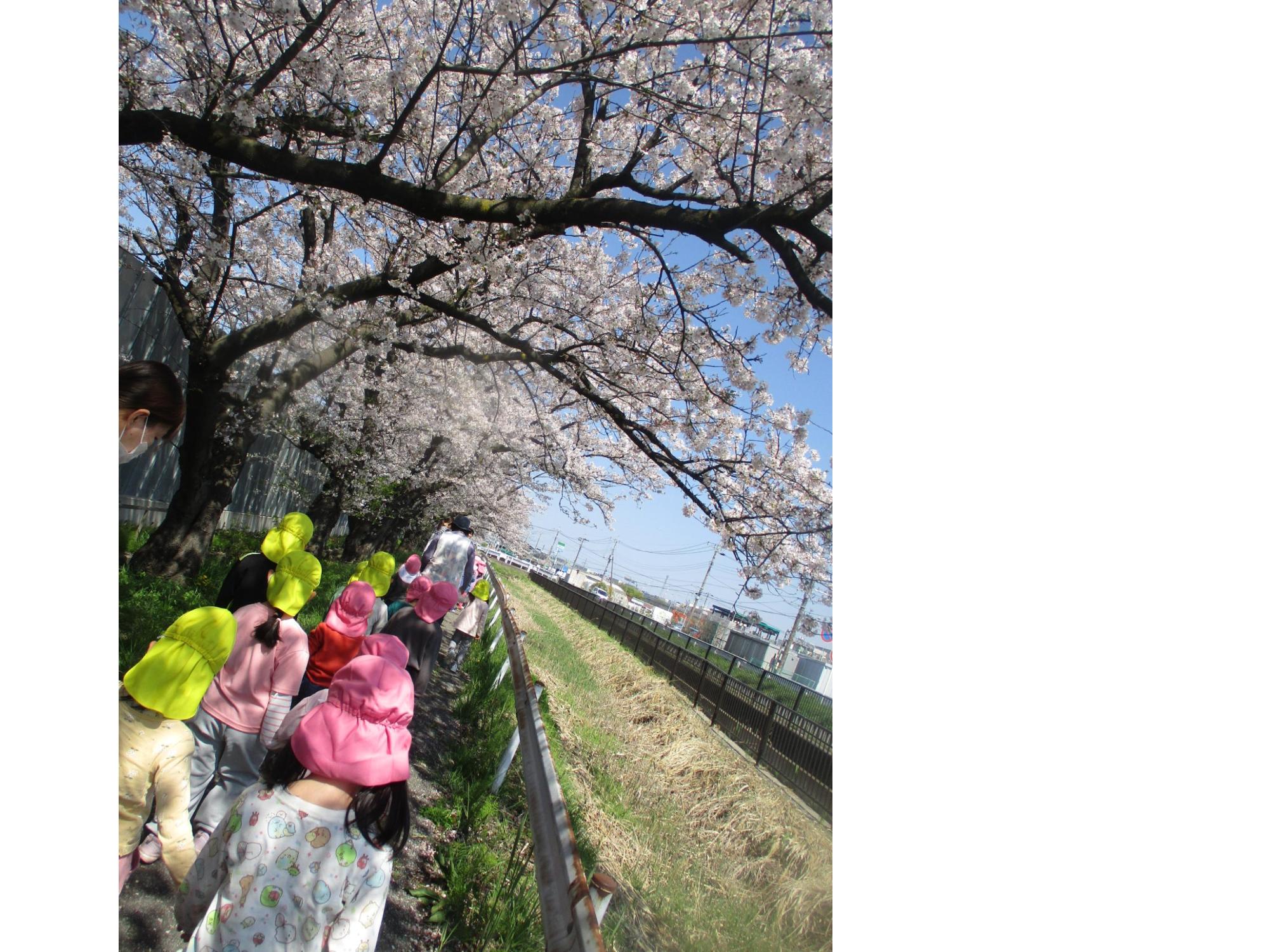 桜並木を散歩