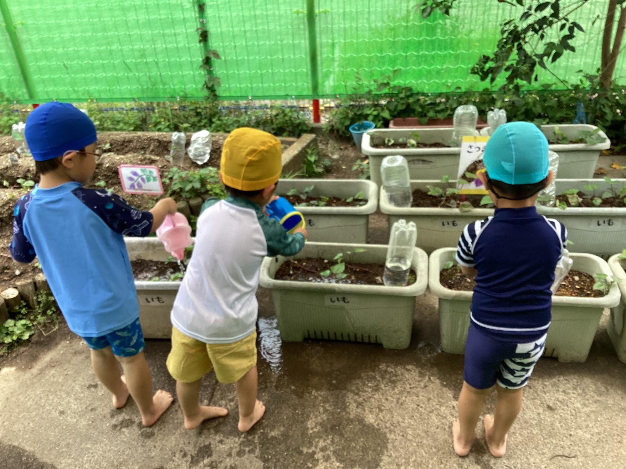 野菜の水やりをしているところ