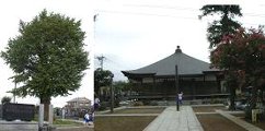 左：樹高28メートルの緑の葉が生い茂ったイチョウの大木の写真、 右：参道から安養院本殿へと続く外観写真
