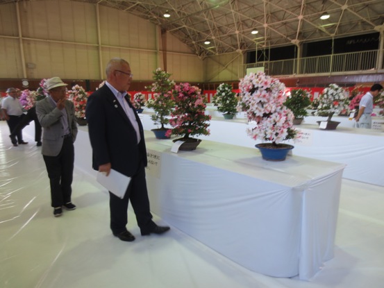 さつきの花が満開に咲いている盆栽作品が白テーブルにずらりと並んだ体育館で、関係者たちと共に鑑賞している市長の写真