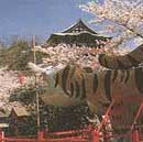 信貴山朝護孫子寺の建物と、満開の桜に向かって立つ、巨大な張り子の寅、「大寅」の写真