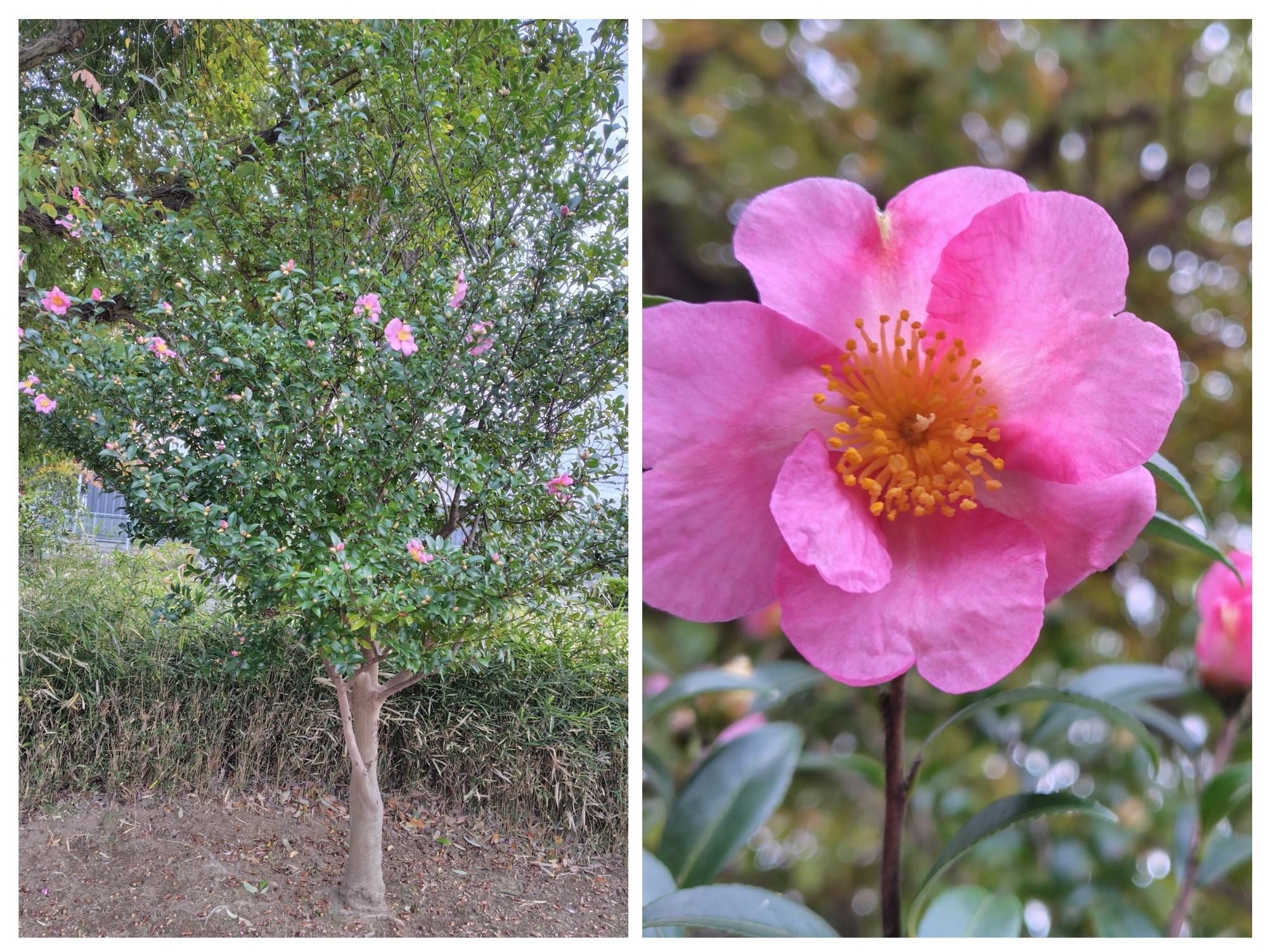 山茶花（サザンカ）