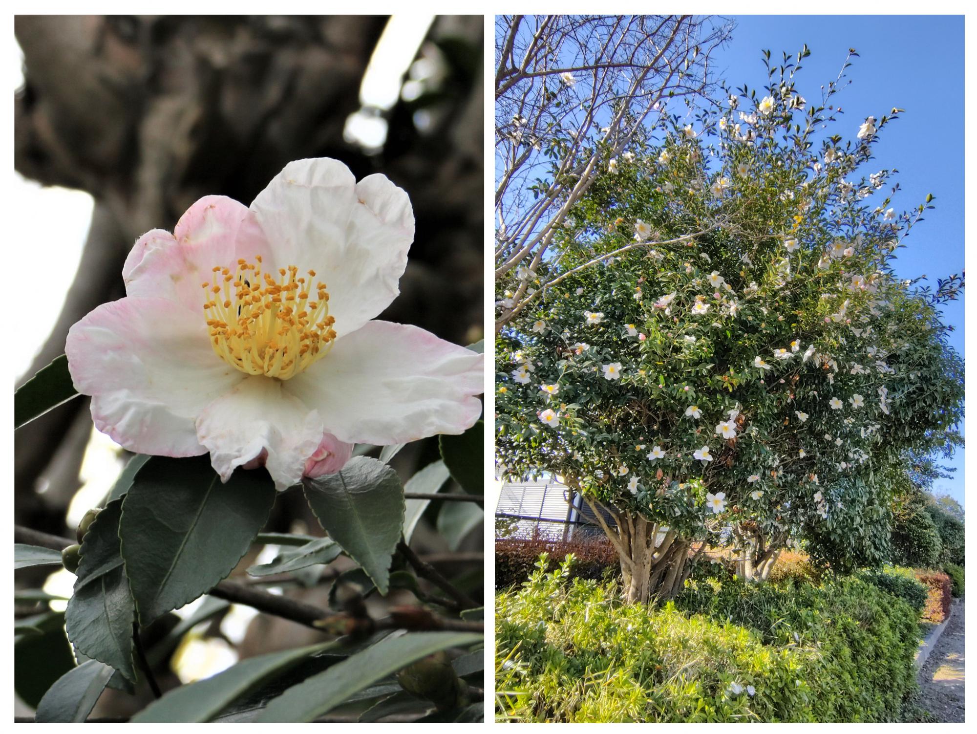 山茶花（サザンカ）