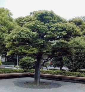 樹冠を覆うように緑の葉が茂っているくシイノキの写真