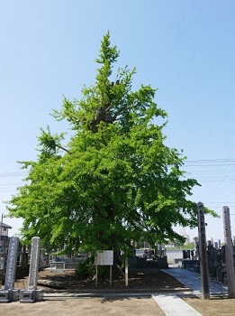木の幹が太く緑の葉が茂っている大銀杏の樹木の写真