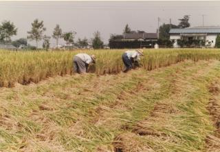 2人の方が腰を曲げて手作業で稲を刈っている写真