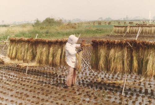 1人の方がぬかるんだ田んぼで刈った稲を稲架に掛けようとしている写真