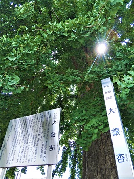 下から見上げるように写した大銀杏の木の青々とした葉の隙間から太陽の光が照らしており、大銀杏の案内版が設置されいる写真