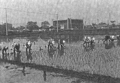 水のはった田んぼの中で、10人の方が横1列になり、腰を曲げながら手作業で稲を植えている白黒写真