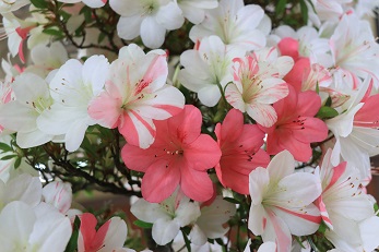 赤や白、ピンク色の花びらをつけたツツジをアップで写した写真