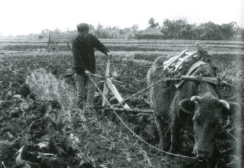 牛が馬鍬を付けて引いているのを、作業している方がコントロールしている白黒写真