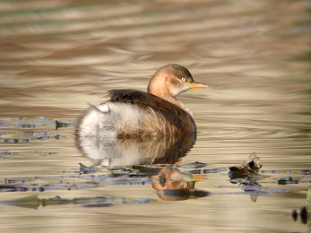 水面を泳いでいるカイツブリの鳥の写真