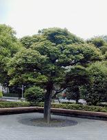樹冠を覆うように咲くシイノキの写真
